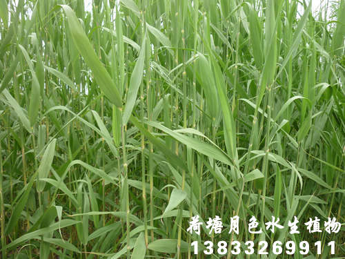 香蕉视频APP免费下载15