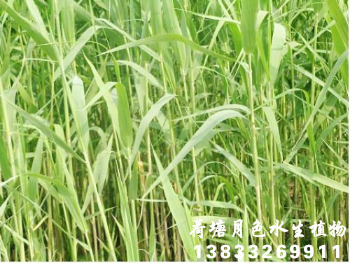 香蕉视频APP免费下载苗